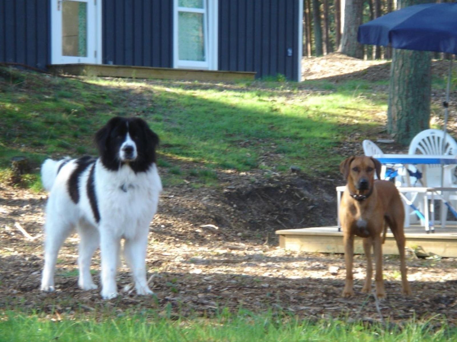 Haus Landseer - Baabe Exterior photo